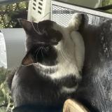 Picture of cat found at Ambilly