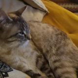 Picture of cat lost at Le Vaudoue 77123