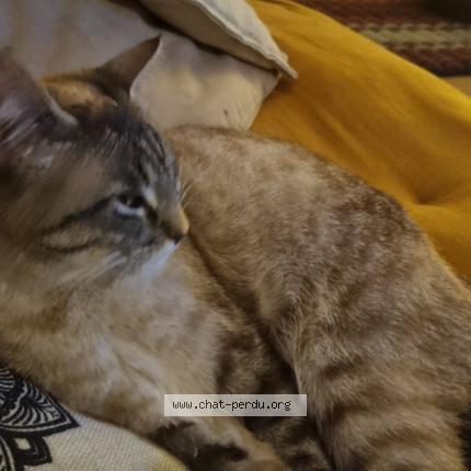 Photo 1/3 Hima Chat lost in Le vaudoue 77123