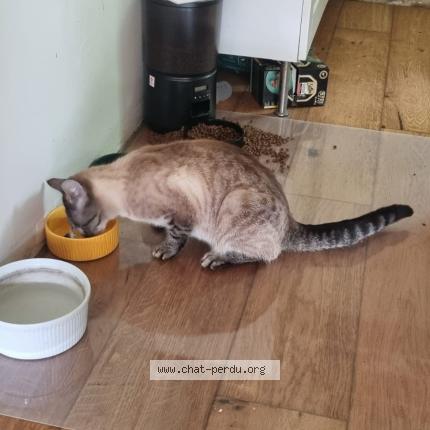 Photo 2/3 Hima Chat lost in Le vaudoue 77123