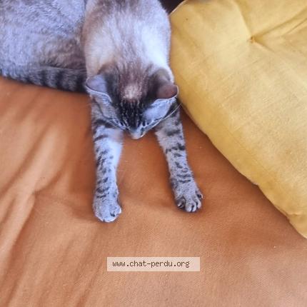 Photo 3/3 Hima Chat lost in Le vaudoue 77123