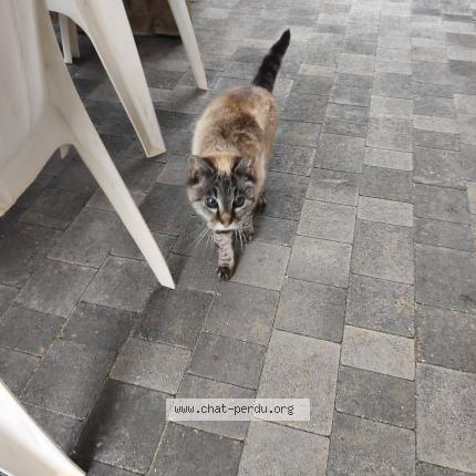 Photo 1/1 Found cat Found in Monestier de clermont