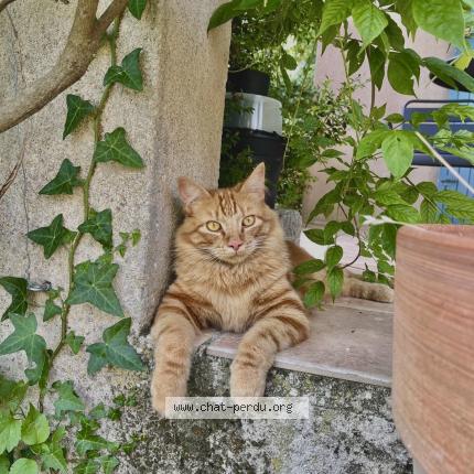 Photo 1/1 Lando Chat lost in Fontareches