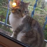 Picture of cat found at Avignon