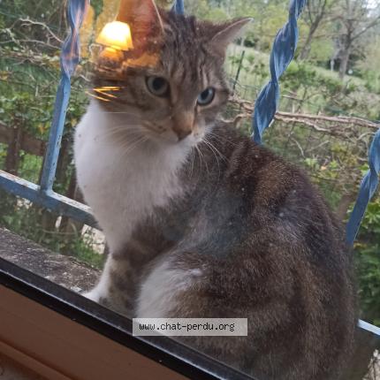 Photo 1/1 Found cat Found in Avignon