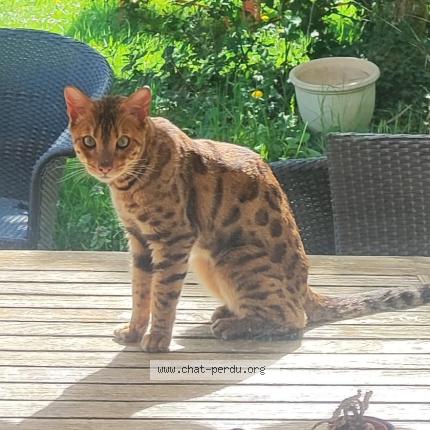 Photo 1/1 Found cat Found in Aire