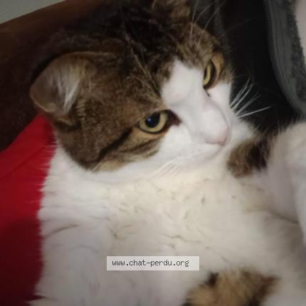 Photo 1/1 USKO Chat lost in Tocane saint apre