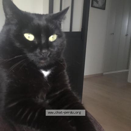 Photo 1/1 Bagheera Chat lost in Rochefort montagne