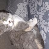 Picture of cat lost at Hagen