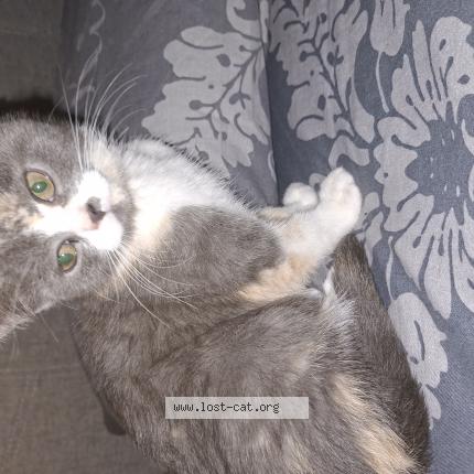 Photo 1/1 Bibi Chat lost in Hagen