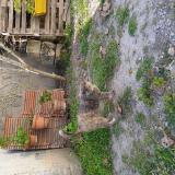 Picture of cat lost at Bellegarde