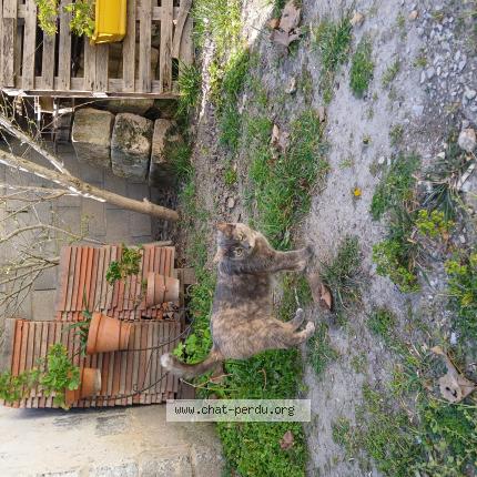 Photo 1/1 Miamy Sia Chat lost in Bellegarde