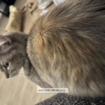 Photo 1/1 Junaa Chat lost in Lille