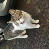 Picture of cat found at Chavagne