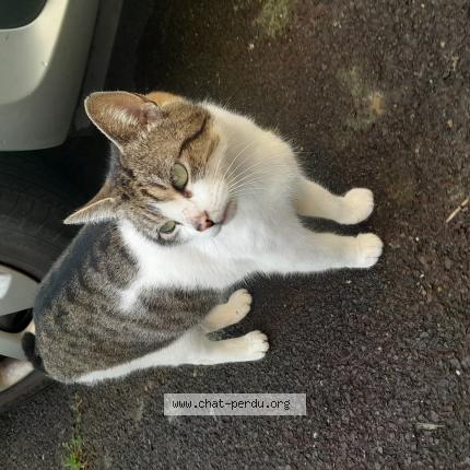 Photo 1/1 Found cat Found in Chavagne