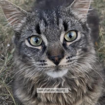 Photo 1/1 Bloom Chat lost in Chateau renault