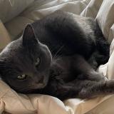 Picture of cat lost at Angerville L Orcher