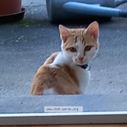 Photo 1/1 Found cat Found in Le cheylard