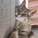 Picture of cat lost at Rians