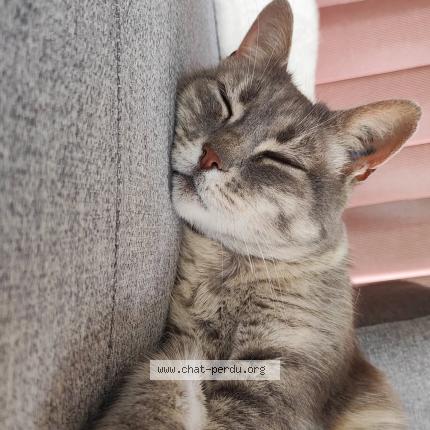 Photo 1/1 Skyla Chat lost in Rians