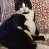 Picture of cat lost at Savigny Sur Orge