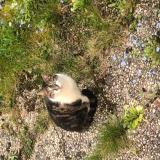 Picture of cat lost at Avon