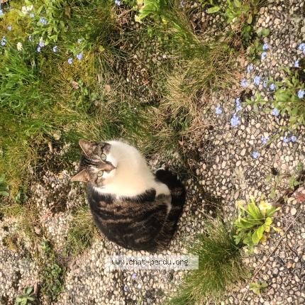 Photo 1/1 LUNA Chat lost in Avon