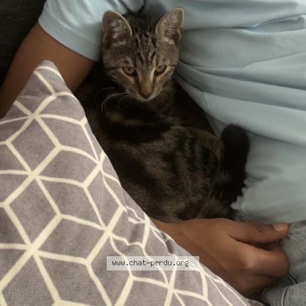 Photo 1/2 Virgule Chat lost in Champigny sur marne