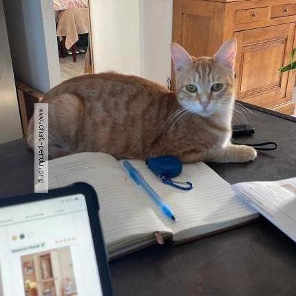 Photo 1/1 Spritz Chat lost in Ferrieres haut clocher