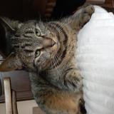 Picture of cat lost at Le Teil