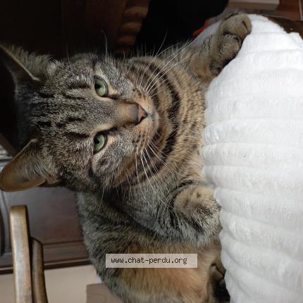 Photo 1/1 Grocats Chat lost in Le teil