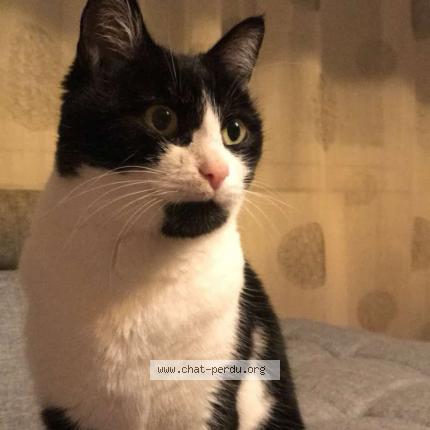 Photo 1/1 Mika Chat lost in La roche sur yon