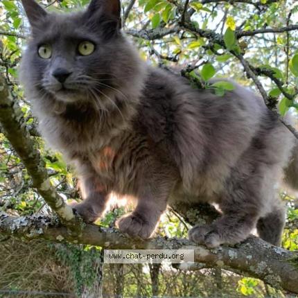 Photo 1/1 Whisky Chat lost in 89116 la celle saint cyr