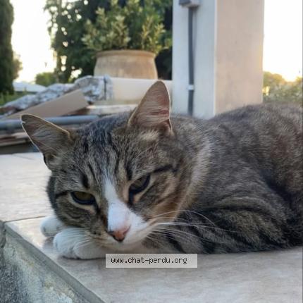 Photo 1/1 Gargamelle Chat lost in Pignan