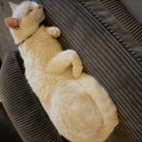 Picture of cat lost at Mezeriat