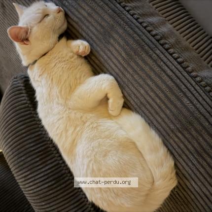 Photo 1/1 Nona Chat lost in Mezeriat