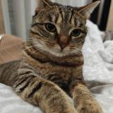 Picture of cat lost at Nanteuil Les Meaux