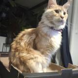 Picture of cat lost at Saint Ouen