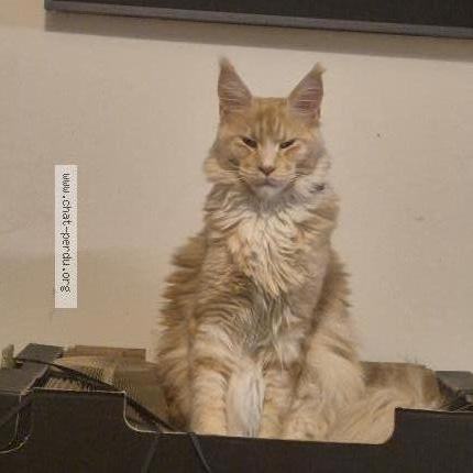 Photo 1/1 Vegas Chat lost in Saint ouen