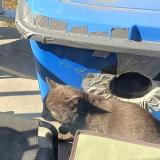 Picture of cat found at Anjou