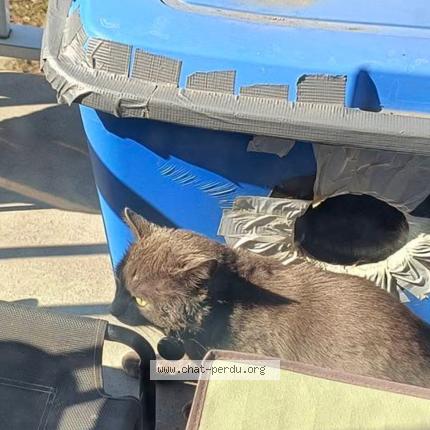 Photo 1/1 Found cat Found in Anjou