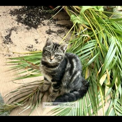 Photo 1/1 Waïra Chat lost in Vetroz