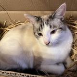 Picture of cat lost at Plumeliau