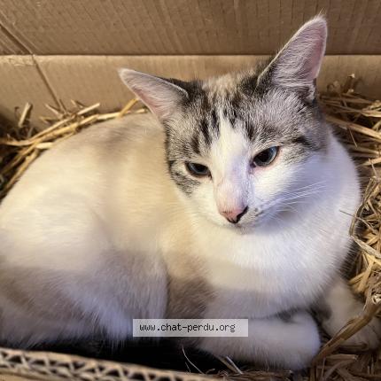 Photo 1/1 Mogwaï Chat lost in Plumeliau