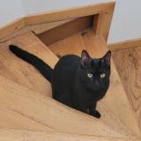 Picture of cat lost at Voulx