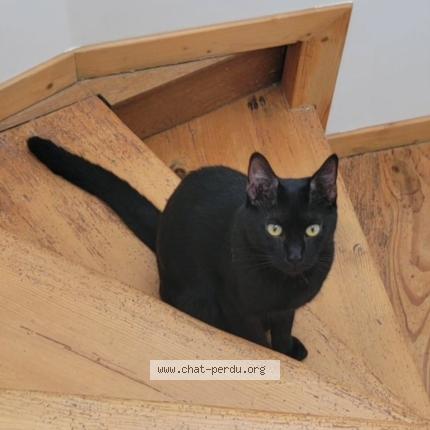 Photo 1/1 Sacha Chat lost in Voulx