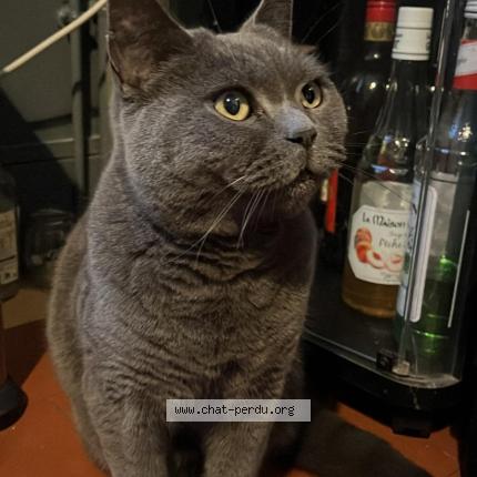 Photo 1/1 Othello Chat lost in Vierzon