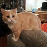 Picture of cat lost at Le Tronquay