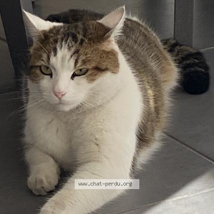 Photo 1/1 Simba Chat lost in Bonneville