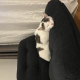 Picture of cat lost at Corbeil Essonnes